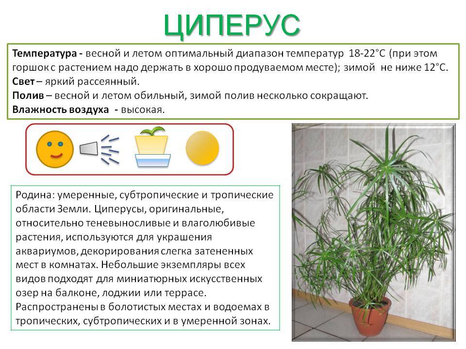 Традесканция: уход в домашних условиях за растением с декоративной листвой