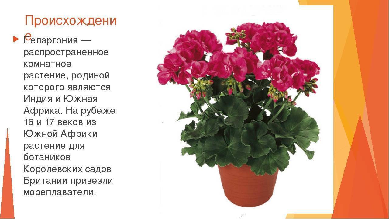 Душистая герань: описание, сорта и советы по уходу за пахучим цветком