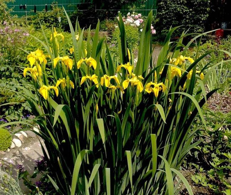 Жёлтый болотный ирис: украшаем сад неприхотливым красавцем