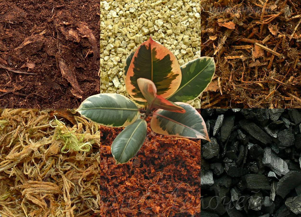 Топ-20 растений осушающие почву (для влажных и сырых почв)