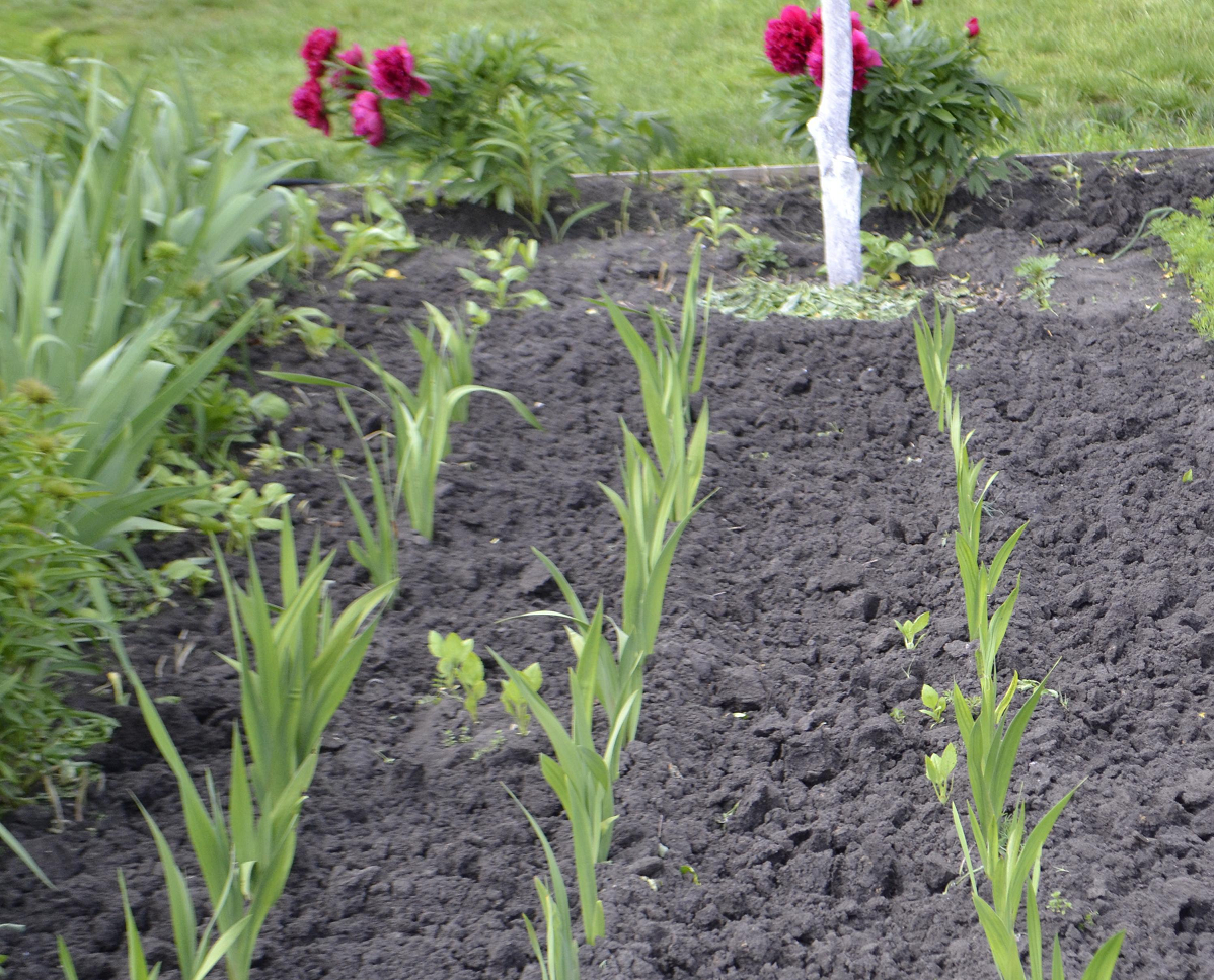 Как правильно посадить гладиолусы, чтобы получить пышные букеты осенью: все секреты