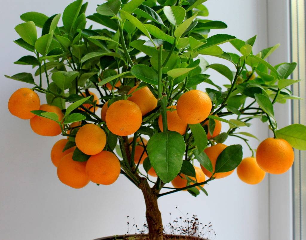 Знать и уметь: выращиваем цитрусовое деревце