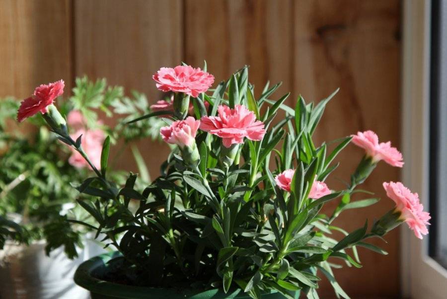 Гвоздика комнатная - уход в домашних условиях, выращивание, видео | дача сад огород