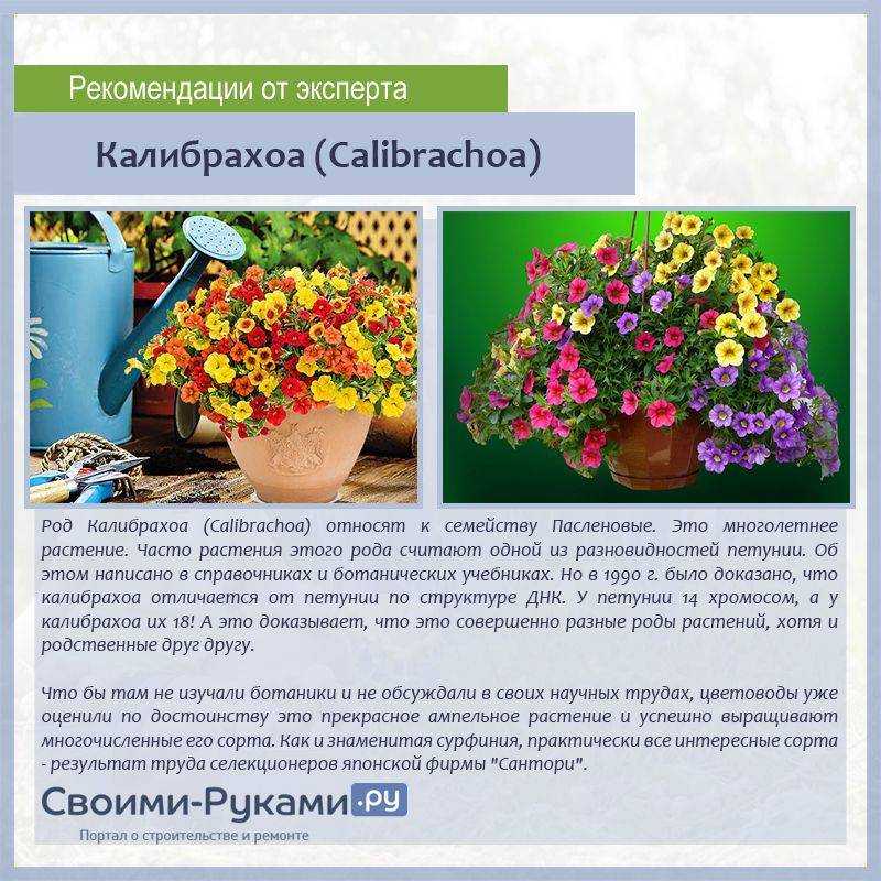 Калибрахоа: выращивание, уход, разведение и описание с фото - sadovnikam.ru