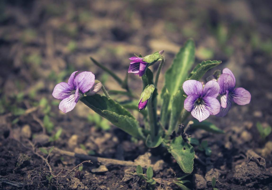 Лесная фиалка: фото цветка, особенности выращивания, болезни растения и их лечение selo.guru — интернет портал о сельском хозяйстве