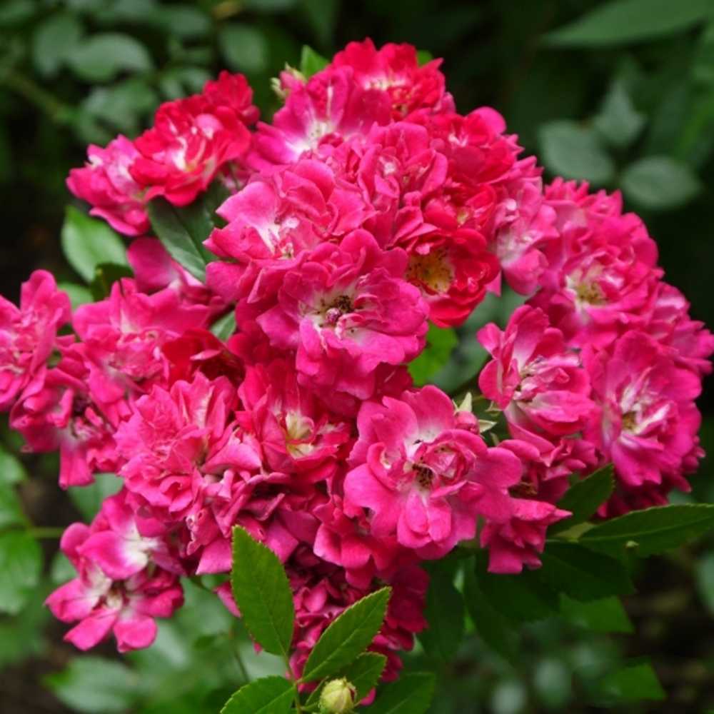 Группы плетистых роз: фото и описание, видео обрезки и размножения, лучшие сорта плетистых роз